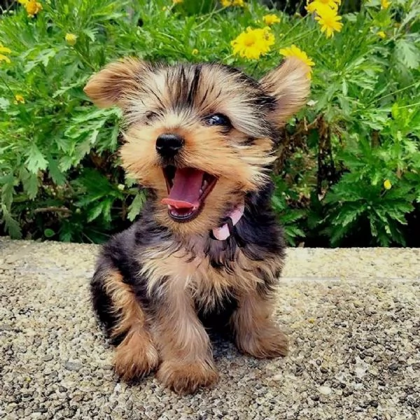  simpatici cuccioli di yorkie (+34631716322)