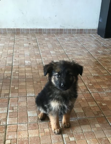 cuccioli pastore tedesco  | Foto 1