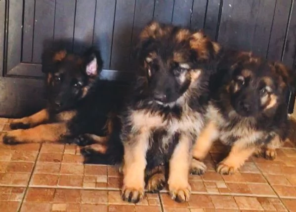 cuccioli pastore tedesco 