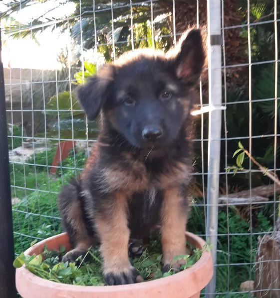 cuccioli pastore tedesco  | Foto 0