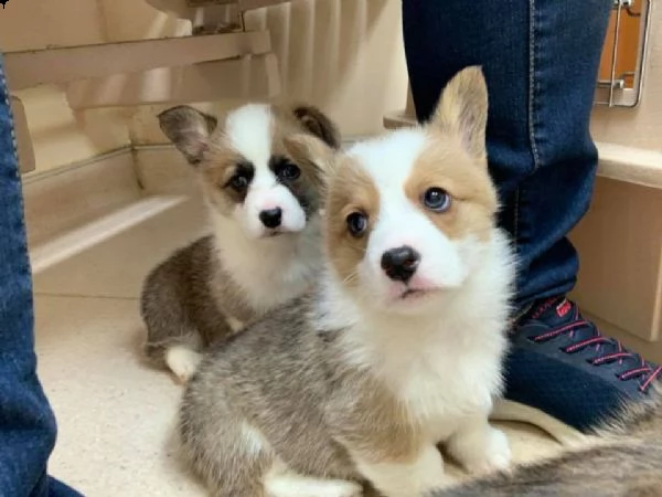 atat cuccioli di pembroke welsh corgi