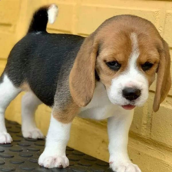 regalo beagle cuccioli meravigliosi  