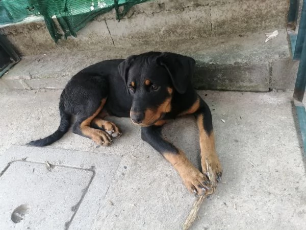 rottweiler di 6 mesi | Foto 2