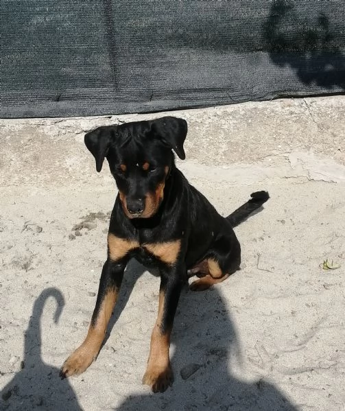rottweiler di 6 mesi