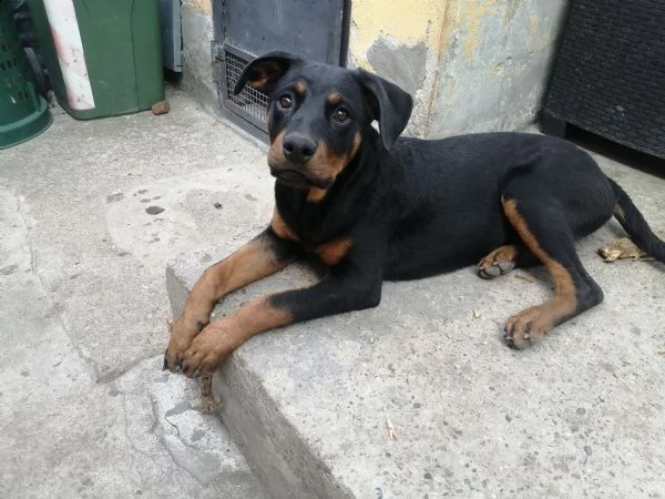 rottweiler di 6 mesi | Foto 1