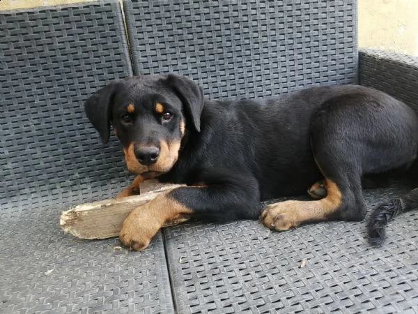 rottweiler di 6 mesi | Foto 0