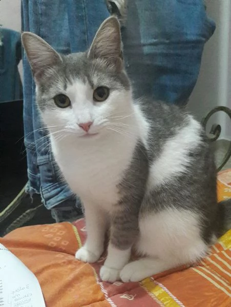 è un gatto femmina maya di 3 anni sterilizzata è tenuta sempre in casa. è affettuosa e docile. 