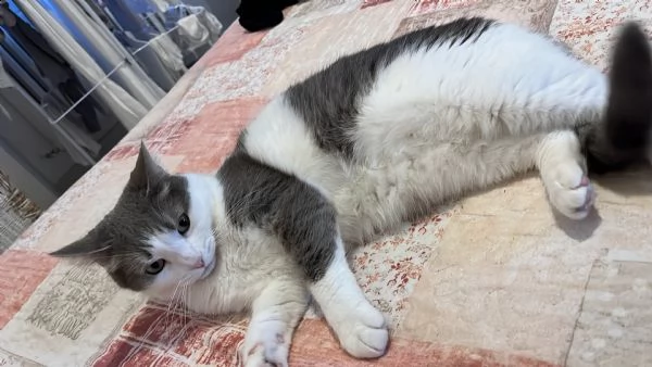 è un gatto femmina maya di 3 anni sterilizzata è tenuta sempre in casa. è affettuosa e docile.  | Foto 0