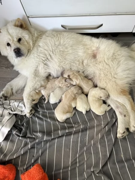 cuccioli chow chow in vendita