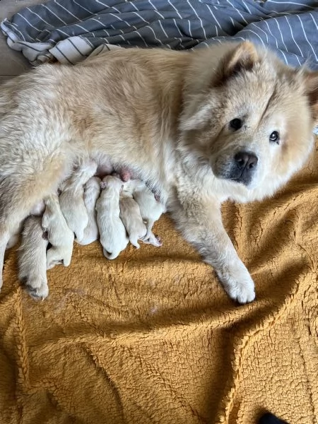 cuccioli chow chow in vendita | Foto 1