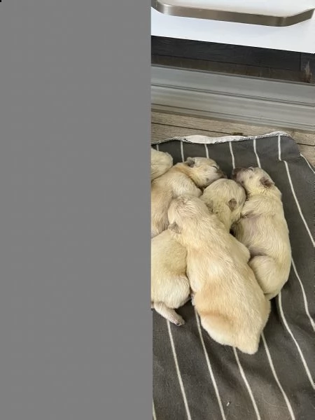 cuccioli chow chow in vendita | Foto 0