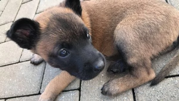 cuccioli pastore belga malinois maschio e femmina | Foto 0