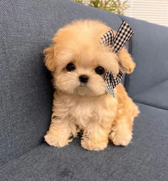 regalo abbiamo cuccioli di barboncino
