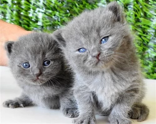 british shorthair1