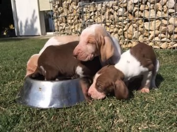 cuccioli di bracco italiano | Foto 0