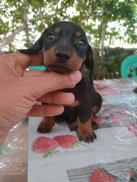 cuccioli di bassotti tedeschi originali | Foto 2