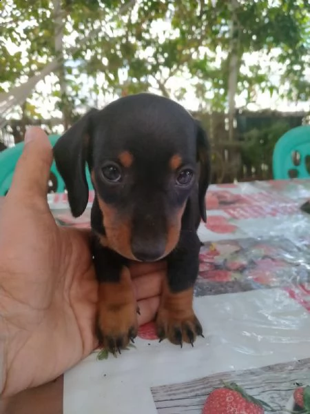 cuccioli di bassotti tedeschi originali