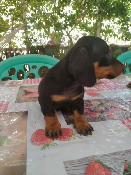cuccioli di bassotti tedeschi originali | Foto 1