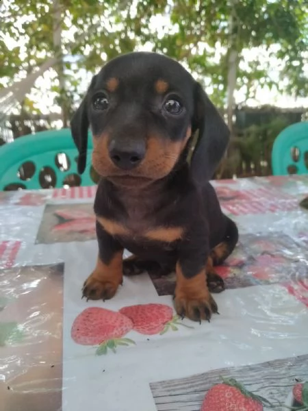 cuccioli di bassotti tedeschi originali | Foto 0