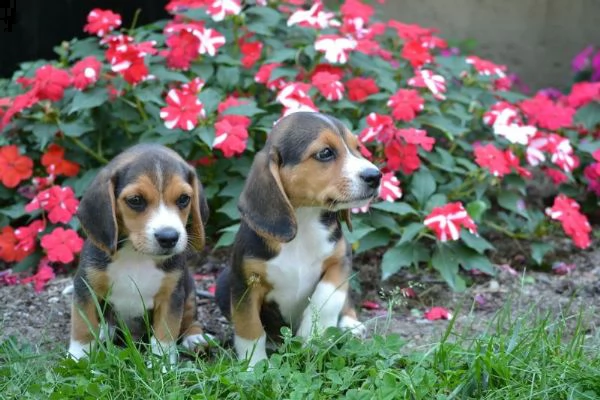 tre cuccioli di beagle cioccolato