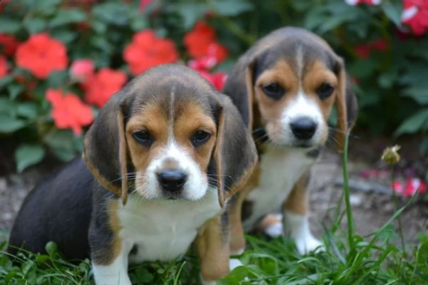 tre cuccioli di beagle cioccolato | Foto 3