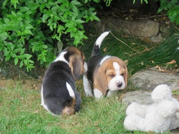 tre cuccioli di beagle cioccolato | Foto 1