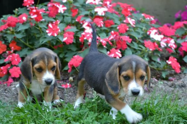 tre cuccioli di beagle cioccolato | Foto 0