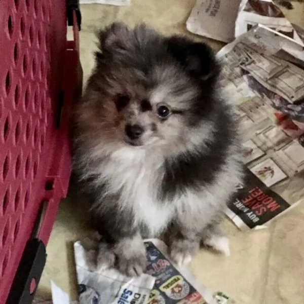 volpino di pomerania | Foto 5