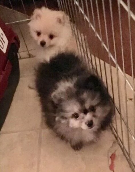 volpino di pomerania | Foto 0