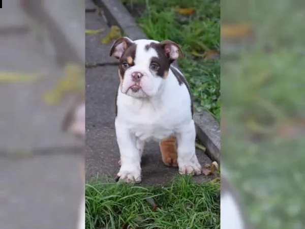 bulldog inglese addestrato a casa | Foto 6