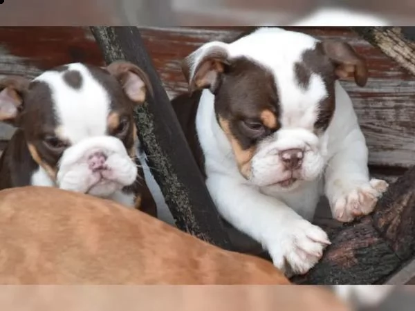 bulldog inglese addestrato a casa | Foto 4