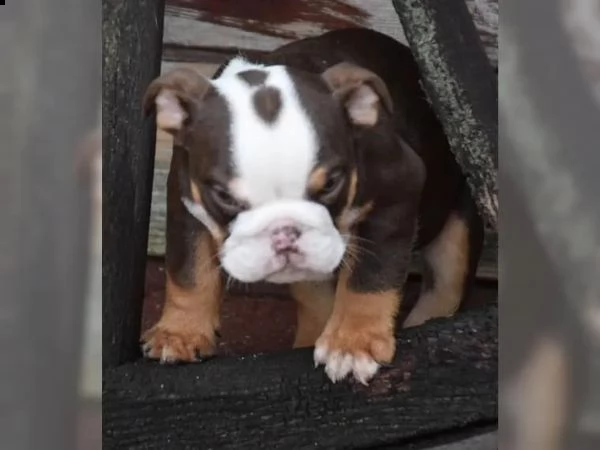 bulldog inglese addestrato a casa | Foto 2