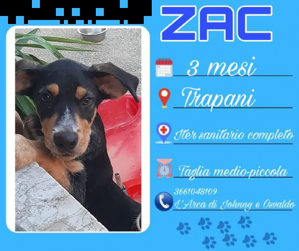 adotta meticci siciliani,vuoi essere strapazzato di coccole,scegli uno di loro  | Foto 6
