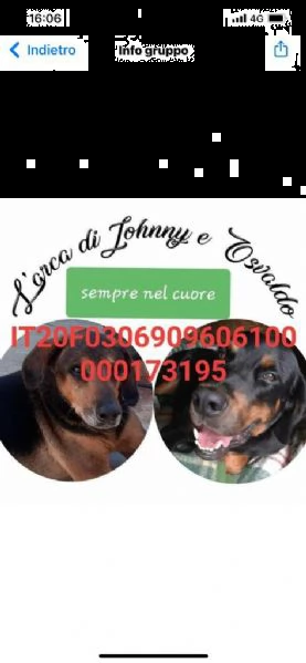 adotta meticci siciliani,vuoi essere strapazzato di coccole,scegli uno di loro  | Foto 5