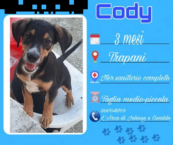 adotta meticci siciliani,vuoi essere strapazzato di coccole,scegli uno di loro  | Foto 3