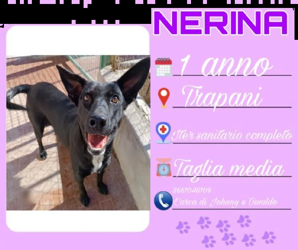 adotta meticci siciliani,vuoi essere strapazzato di coccole,scegli uno di loro  | Foto 0
