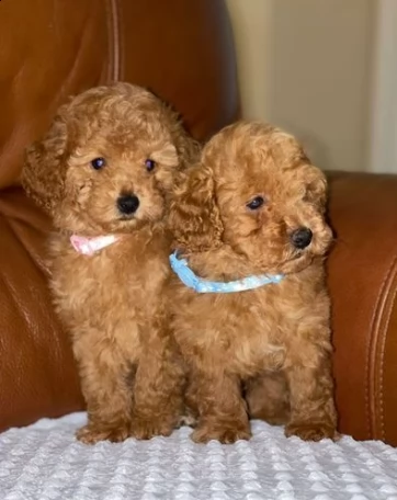 cuccioli di barboncino rosso