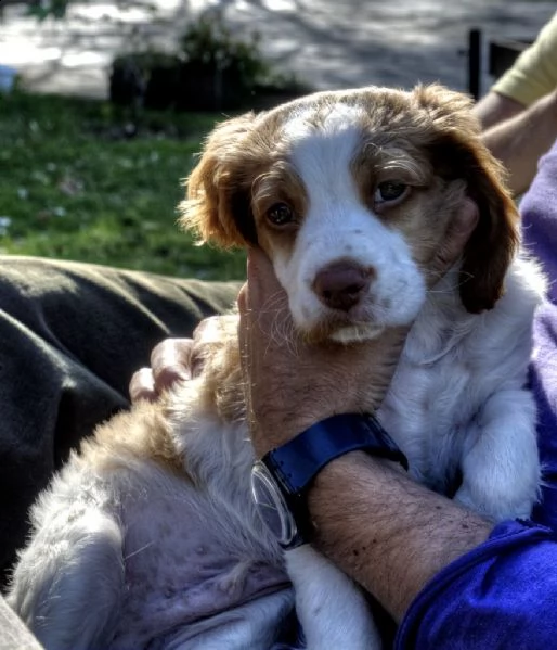 adorabili cuccioli di epagneul breton | Foto 1