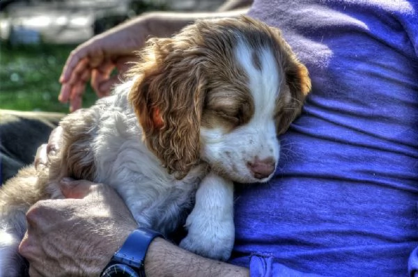 adorabili cuccioli di epagneul breton | Foto 0