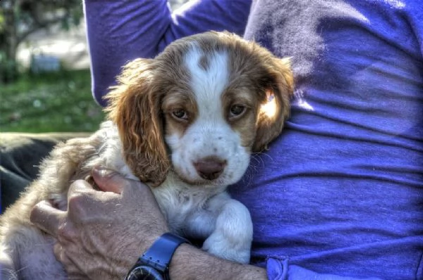 adorabili cuccioli di epagneul breton