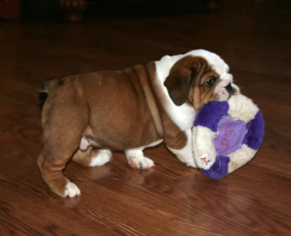 cuccioli di bulldog inglese