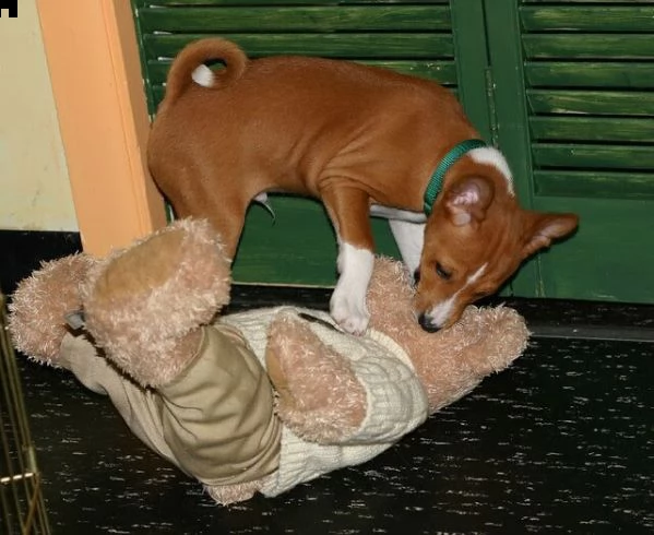 cuccioli di basenji | Foto 0