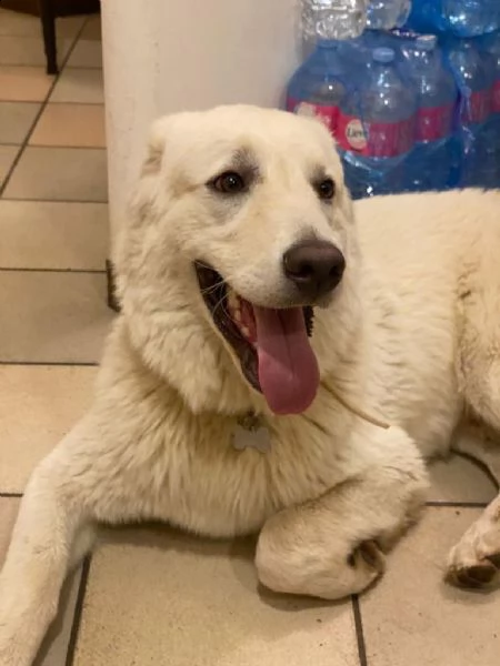 regalo pastore maremmano 10 mesi  | Foto 2