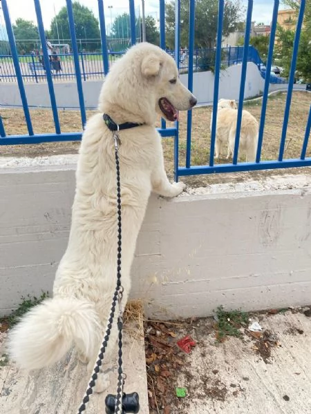 regalo pastore maremmano 10 mesi  | Foto 1