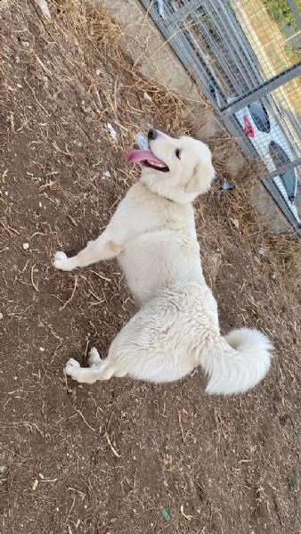 regalo pastore maremmano 10 mesi  | Foto 0