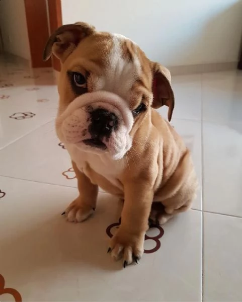 regalo di razza pura regalo bulldog inglese regalo cucciolo