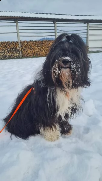 tibetan terrier 