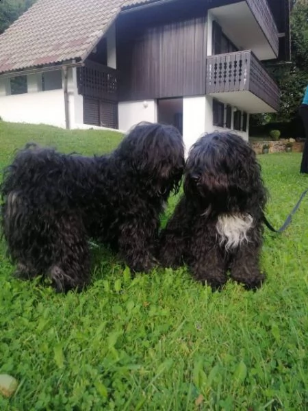 tibetan terrier  | Foto 3