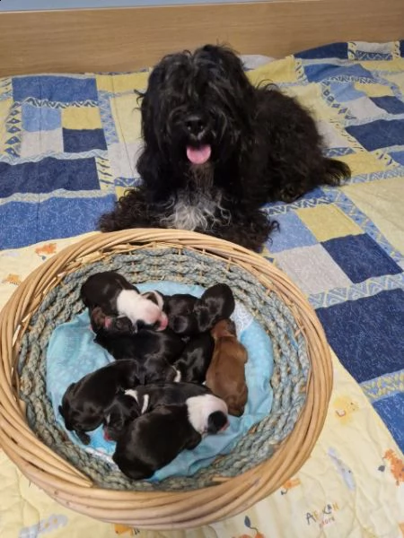 tibetan terrier  | Foto 2