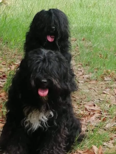 tibetan terrier  | Foto 1